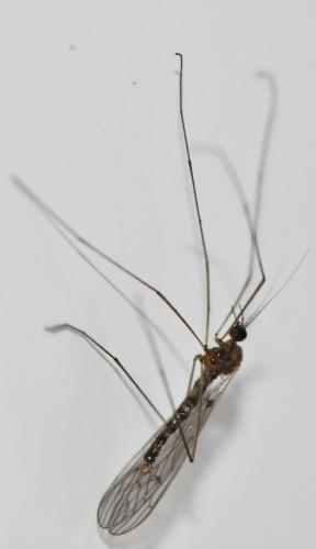 Réf. 273 925 : Trichocera annulata